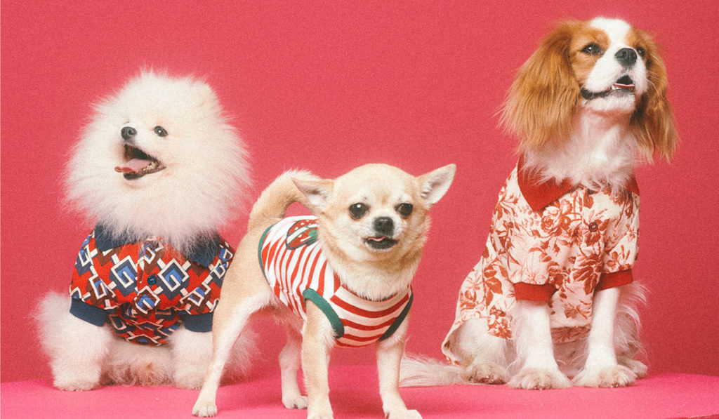 Gucci Pet, la colección que lleva la alta costura al armario de las mascotas
